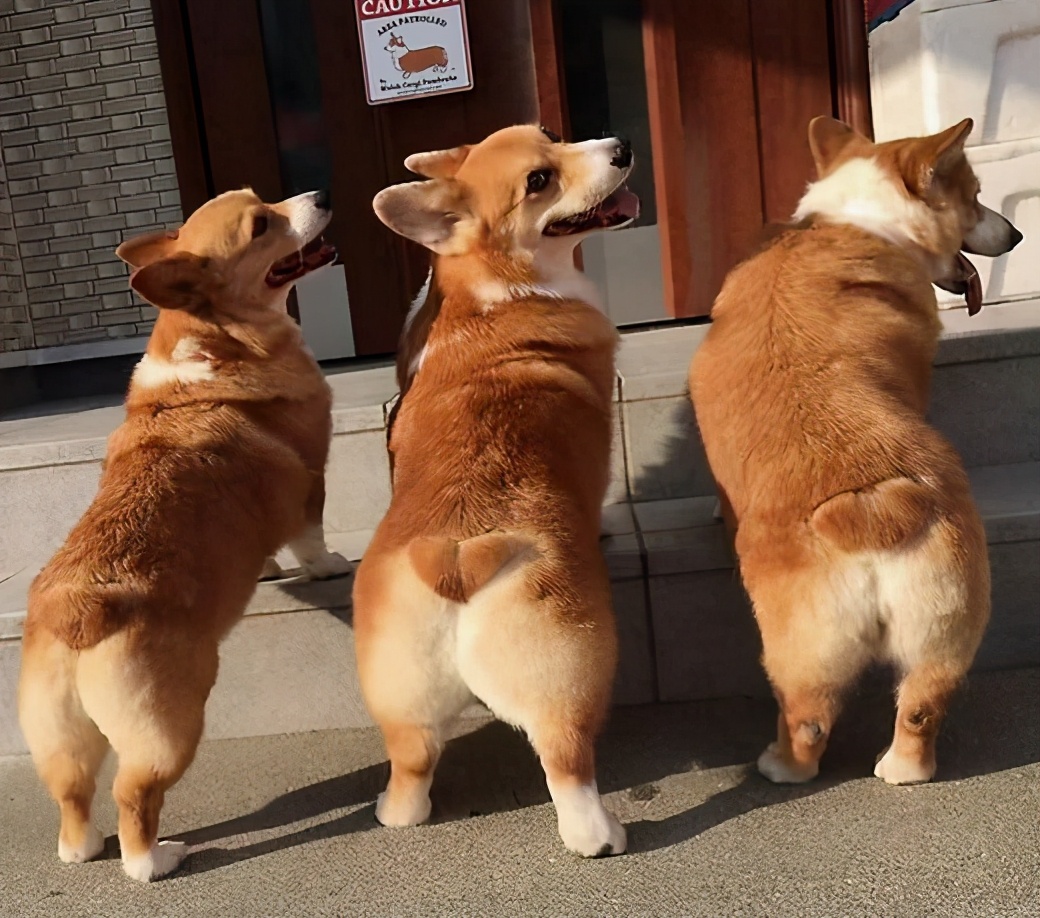 纯种柯基犬价格多少钱一只如何挑选到