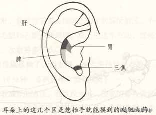 耳朵穴位图耳朵对应的五脏六腑图