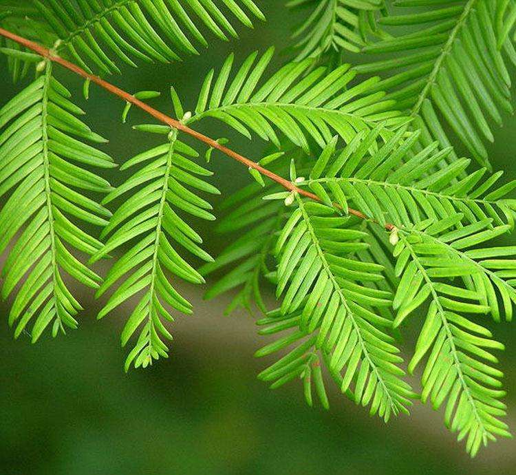 第一步:观察常绿或落叶特性:水杉是落叶树种,四,观察分辨结果观察法