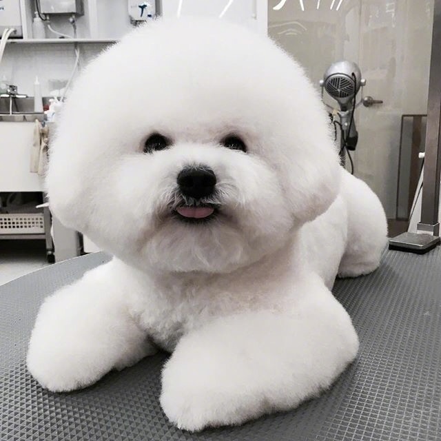 比熊犬的价格你了解吗