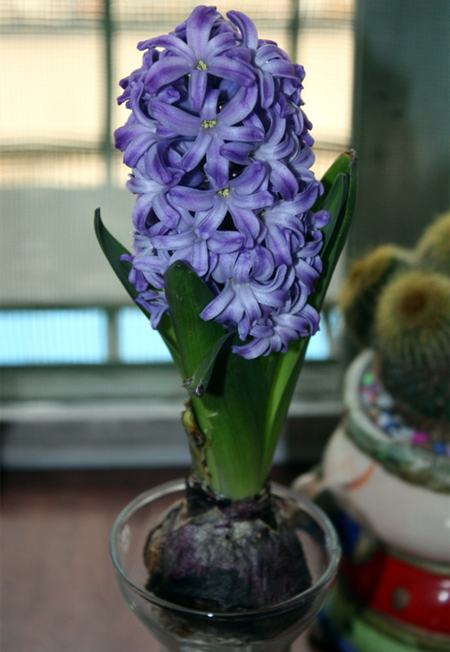 风信子开花之后怎么养长得好专业回答