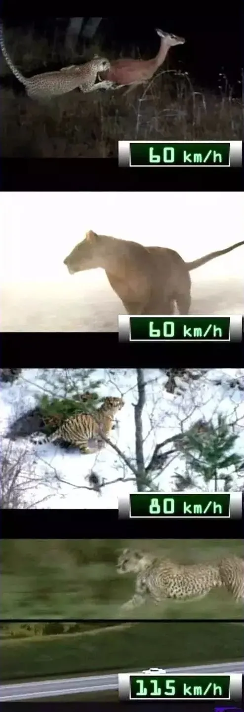 什么生肖跳高最高立定跳高