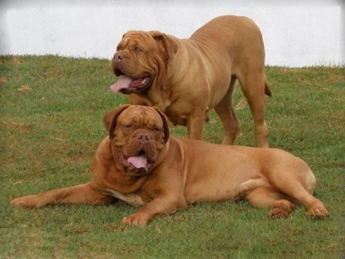 马士提夫犬原产于英国,是目前世界上体型最大的犬种之一,雄性成年的