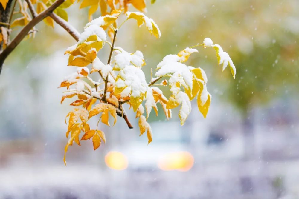作者:子墨初冬的心,是被初雪染出诗意的,一场雪过后,金色的银杏叶托着