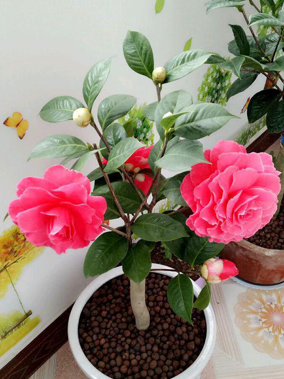 适合家里养的32种花镇宅又聚财的花大全