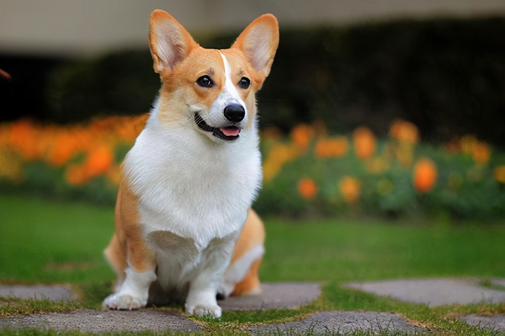 柯基犬一般多少钱让我告诉你