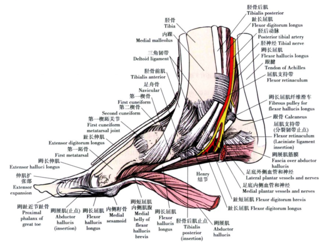 踝关节解剖踝关节解剖图