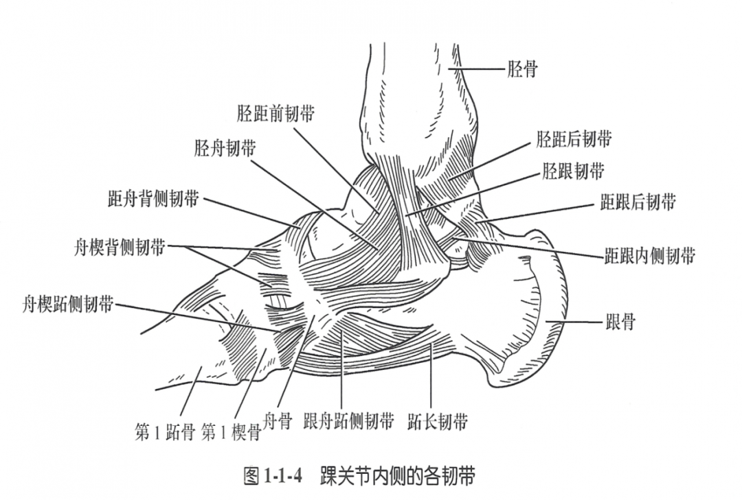 距腓后韧带:限制踝关节过度背屈.踝关节外侧韧带结构