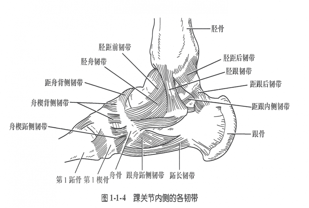 ②中立位对抗距骨向前移位.跟腓韧带①中立位限制足内翻.