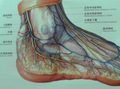 小隐静脉:由足外侧缘静脉汇集,沿外踝后缘上行腓肠神经:腓肠内侧皮