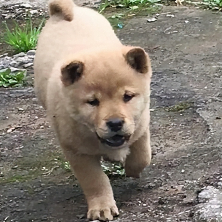 练庸田园犬