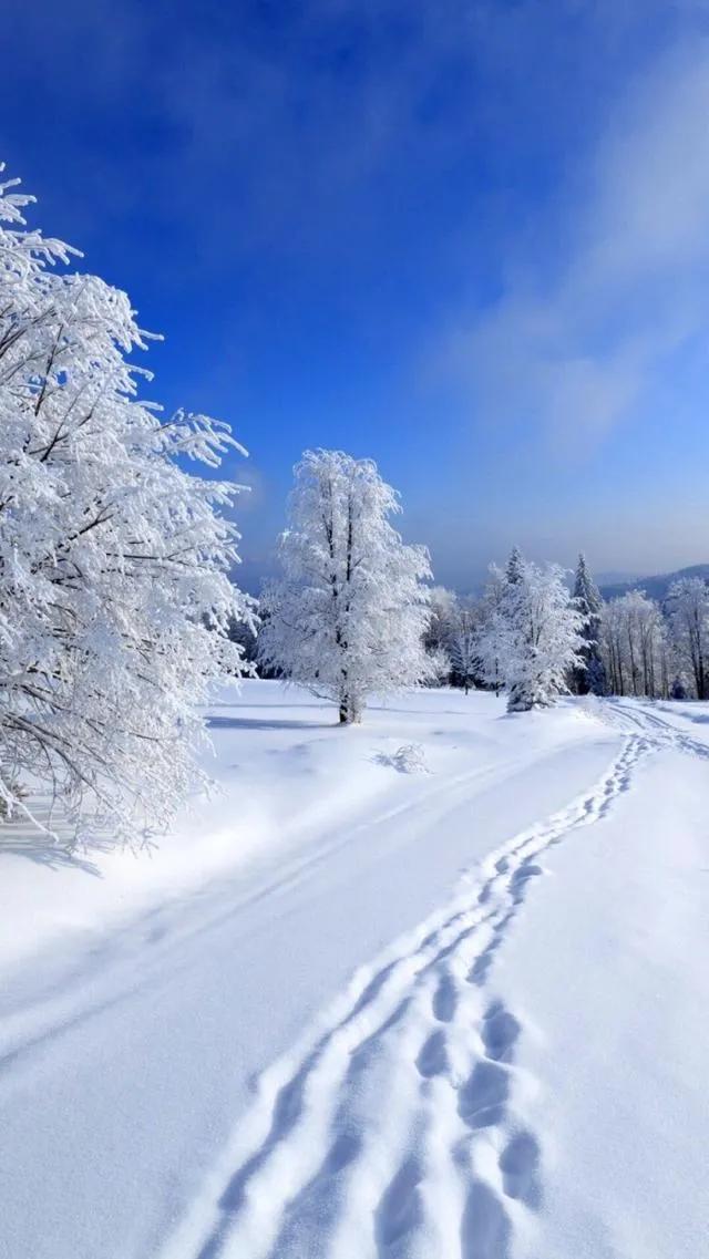 关于雪诗句或的美文(关于雪的诗句和美文)_晶羽文学网