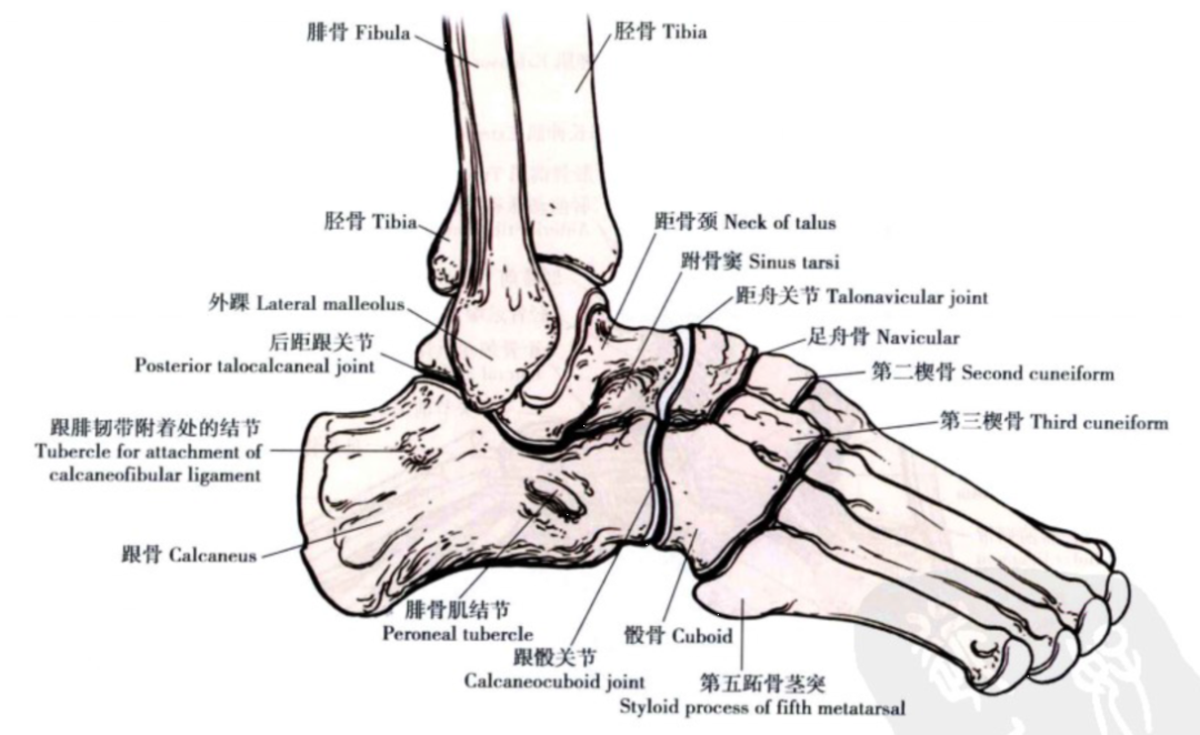 限制距骨后移★冠状面:外踝较内踝低1cm左右;踝关节的骨性结构由胫骨