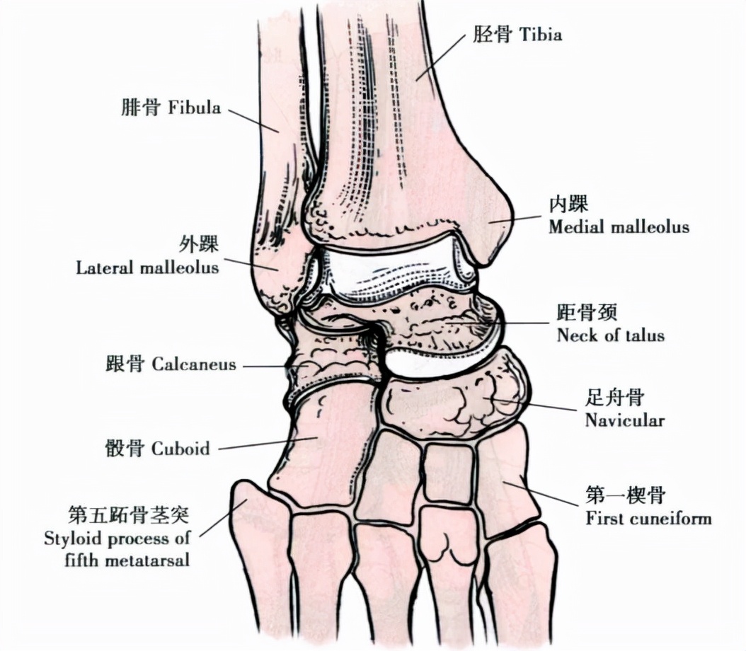 限制距骨后移★冠状面:外踝较内踝低1cm左右;踝关节的骨性结构由胫骨