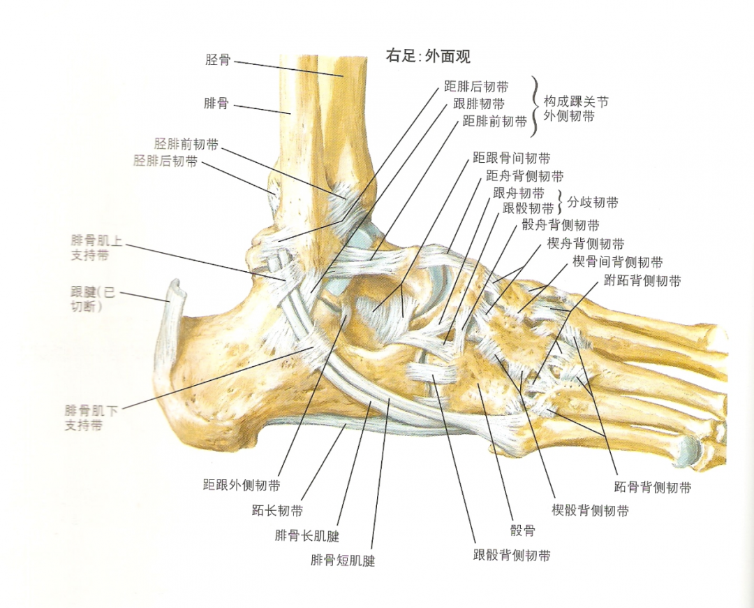 踝关节解剖踝关节解剖图