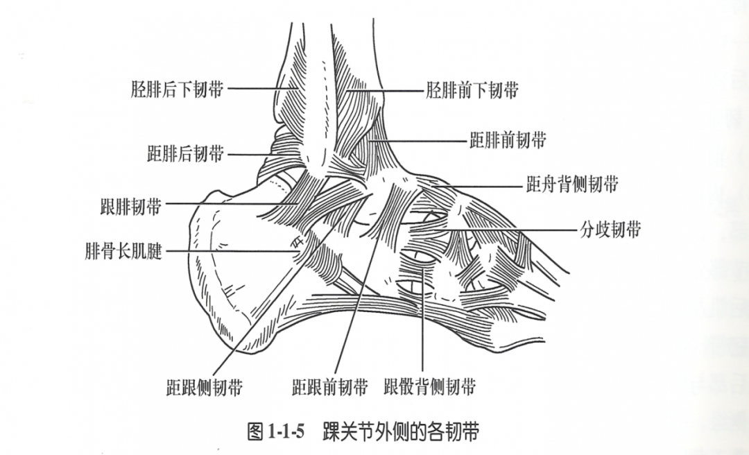 踝关节解剖踝关节解剖图