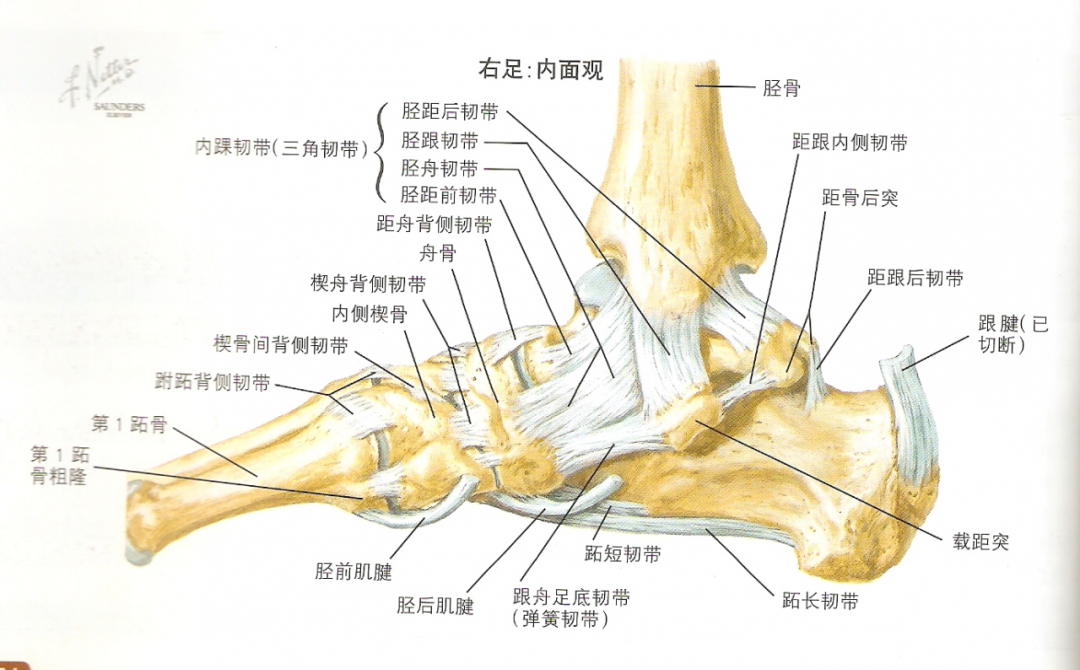 踝关节解剖踝关节解剖图