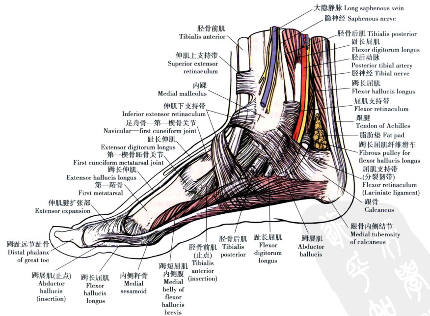 踝关节解剖踝关节解剖图