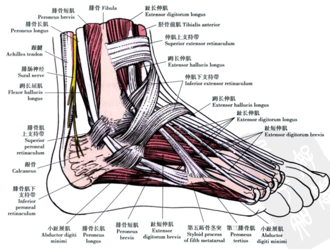 踝关节解剖踝关节解剖图
