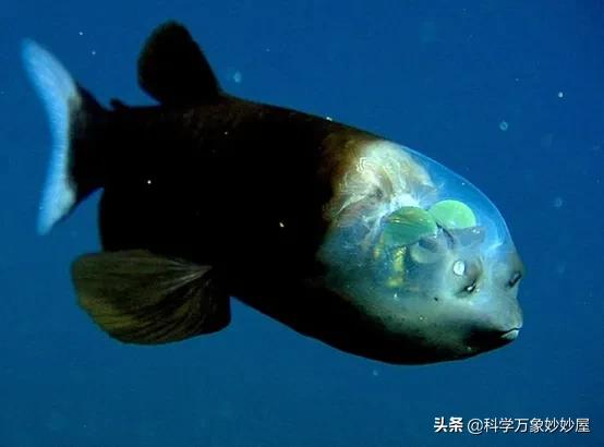一只小飞象章鱼多少钱马里亚纳海沟的神秘生物