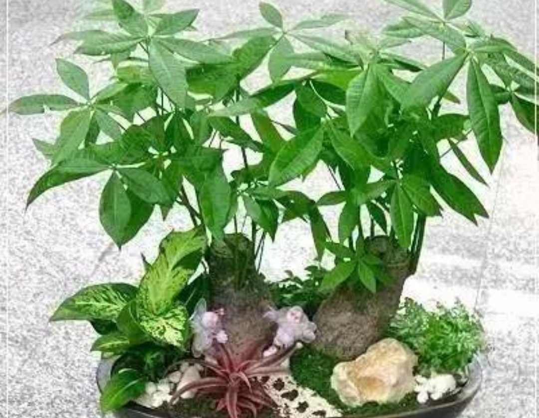 可以发财树桩催芽