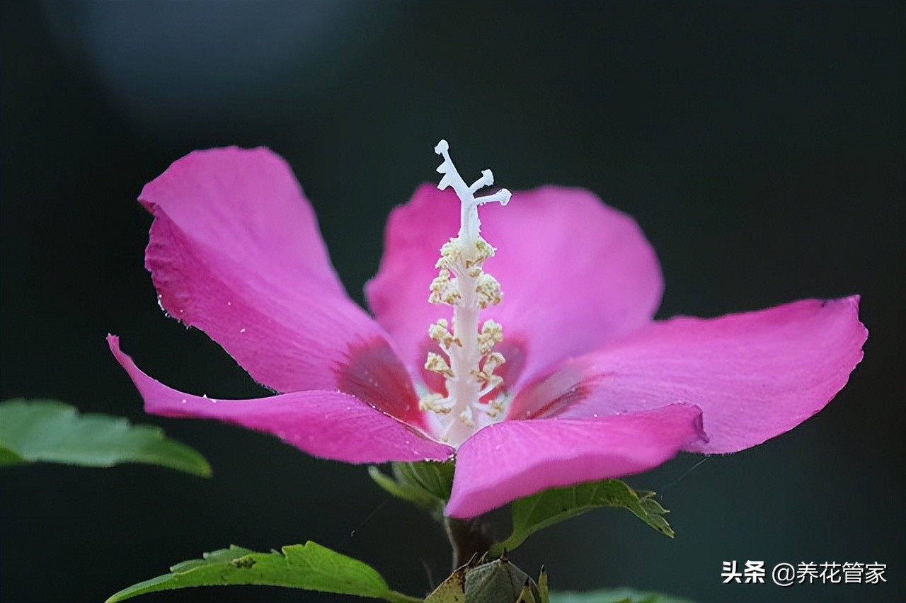 木槿花木槿花为什么被称为无穷花