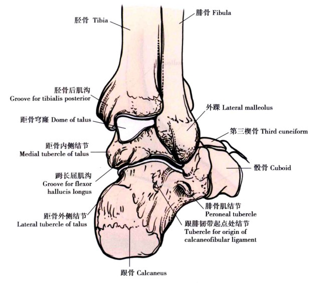 踝关节解剖踝关节解剖图