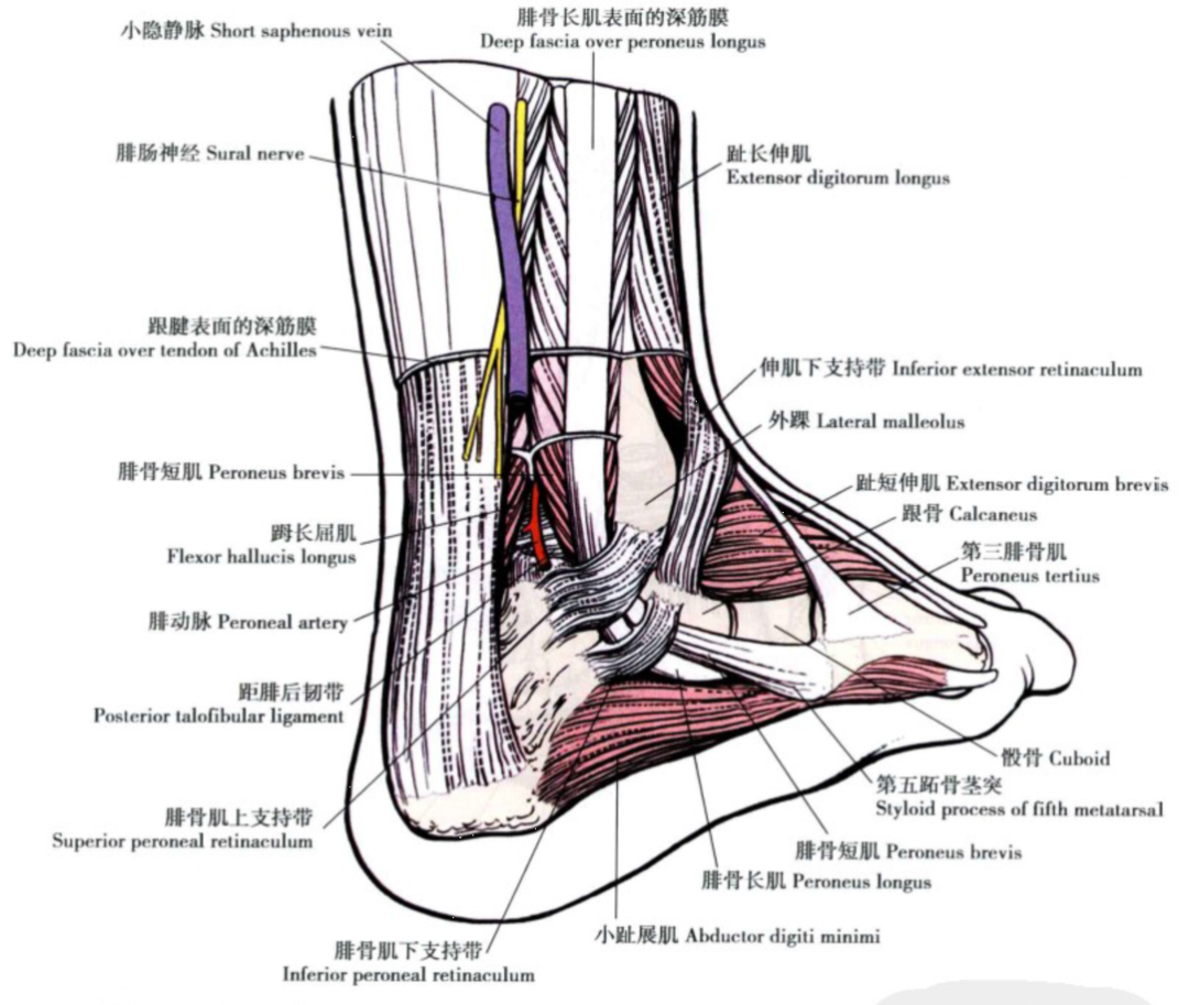 踝关节解剖踝关节解剖图