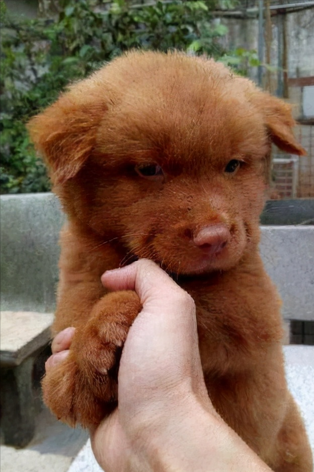 鼻子,眼睛,爪子,肛门,五处为红色,称为"五红犬",起源于广东潮汕