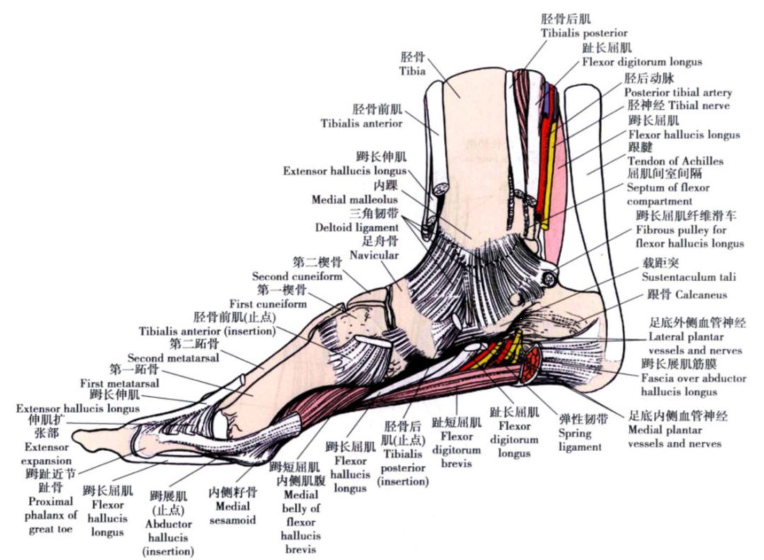 踝关节解剖踝关节解剖图
