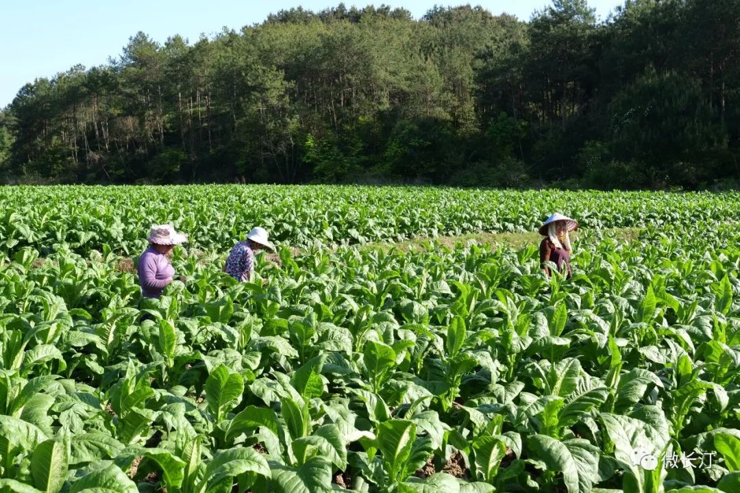 长汀县河田镇清明时节种烟忙烟农抢时助春耕