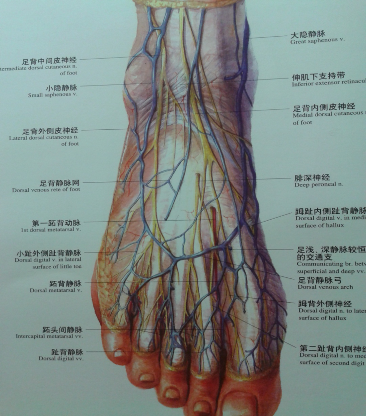 踝关节前侧深层韧带伸肌上支持带:呈带状位于踝关节前上方,连于胫腓骨