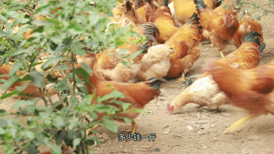 广东珠江频道广东珠江频道主持人郑达简介