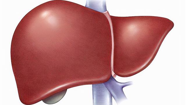 中医讲：人以肝为天，有个好的肝脏尤为重要，应该如何养肝？