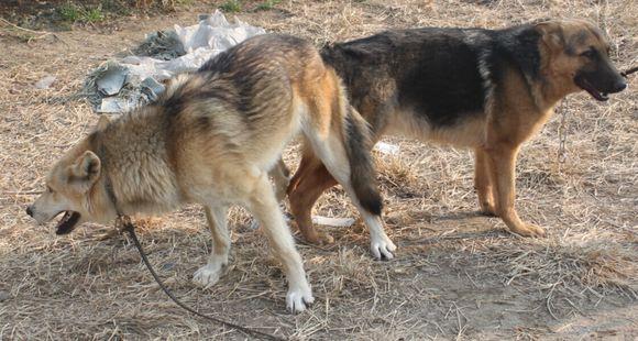 狼狗杂交,第三代混血狼好帅(和狼杂交的狗) 狼狗杂交,第三代混血狼好帅(和狼杂交的狗)