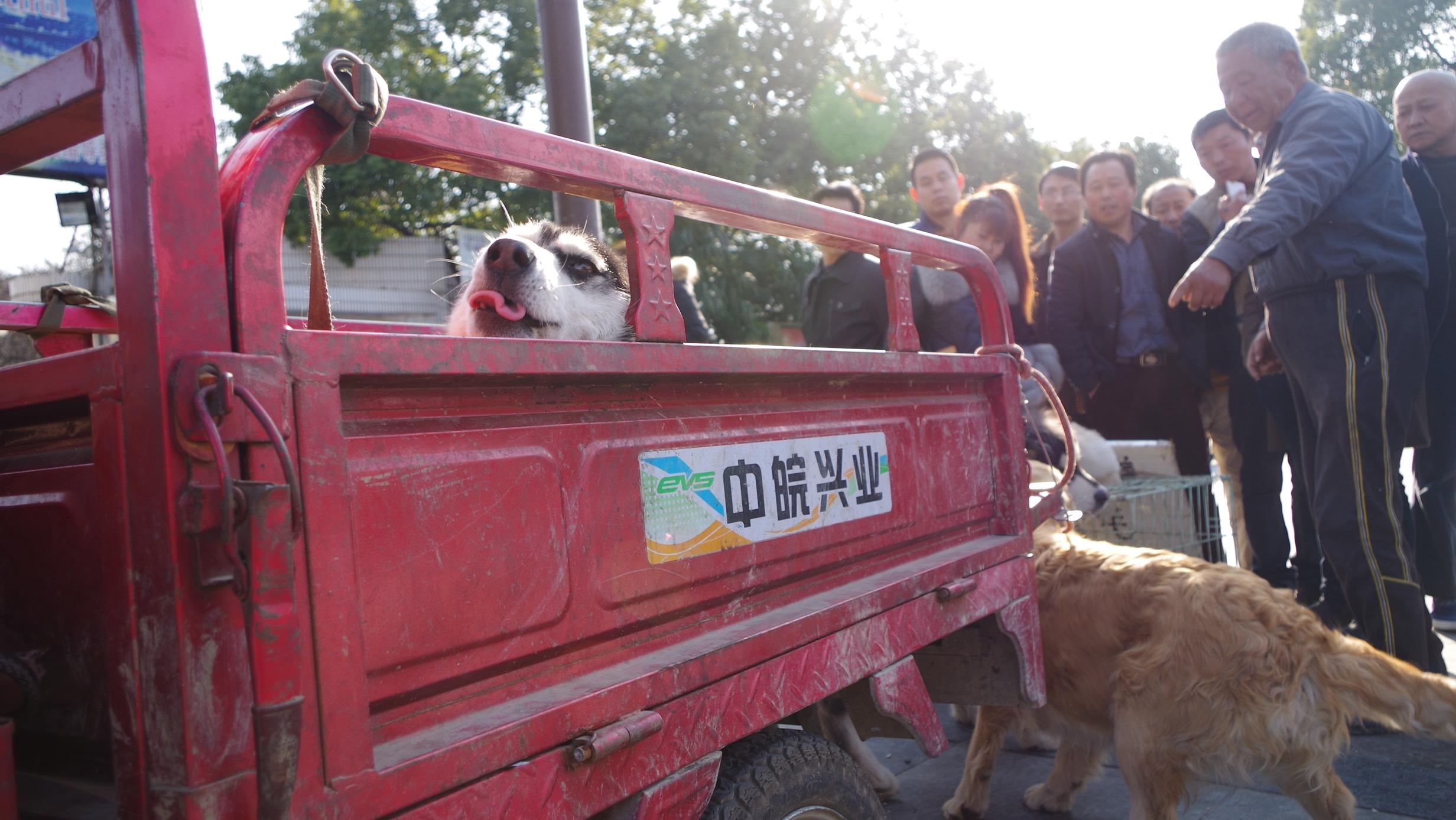 合肥哪里有宠物狗养殖基地（合肥宠物狗养殖基地推荐）