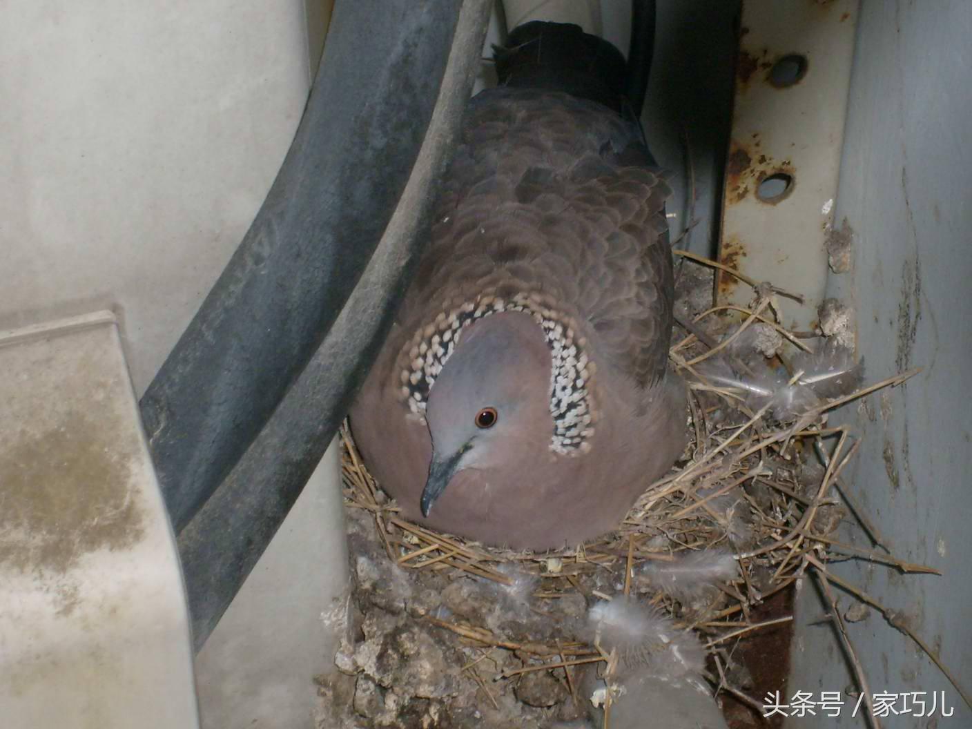 2个月宝宝小鸡图片，宝宝小鸡标准图片（细心网友用镜头记录下了小鸡的成长过程）