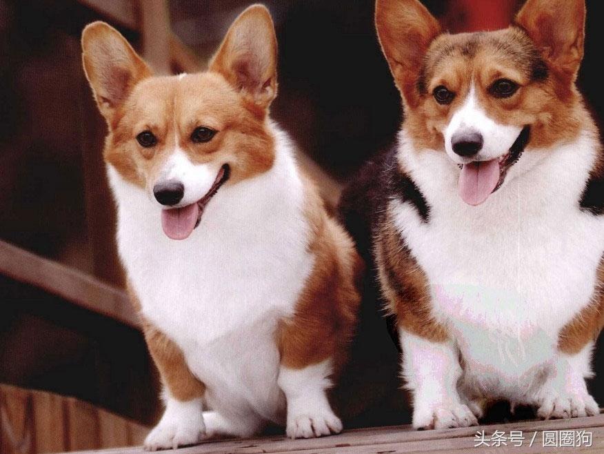 威尔斯科基犬，彭布罗克威尔士柯基犬（世界名犬——威尔士柯基犬）