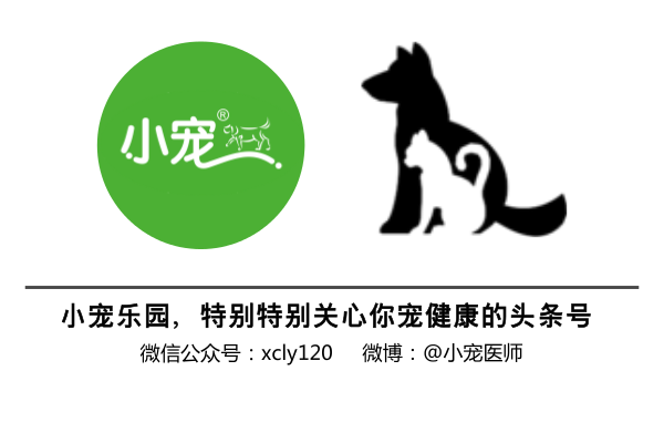 拉萨狮子犬体征和特点有哪些？（了解拉萨狮子犬的外貌和性格特征）