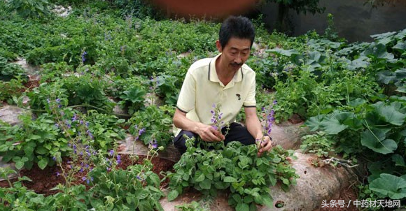 丹参产地，为什么丹参是伤肝中药（丹参多产区出现库存短缺）