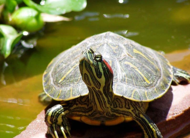 巴西龟的危害 为什么巴西龟不可以放生？