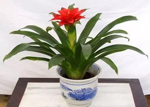 什么植物放在办公室最旺财 办公室植物注意事项，什么植物放在办公室最旺财（家中、办公室不可缺的旺宅旺财风水花卉）