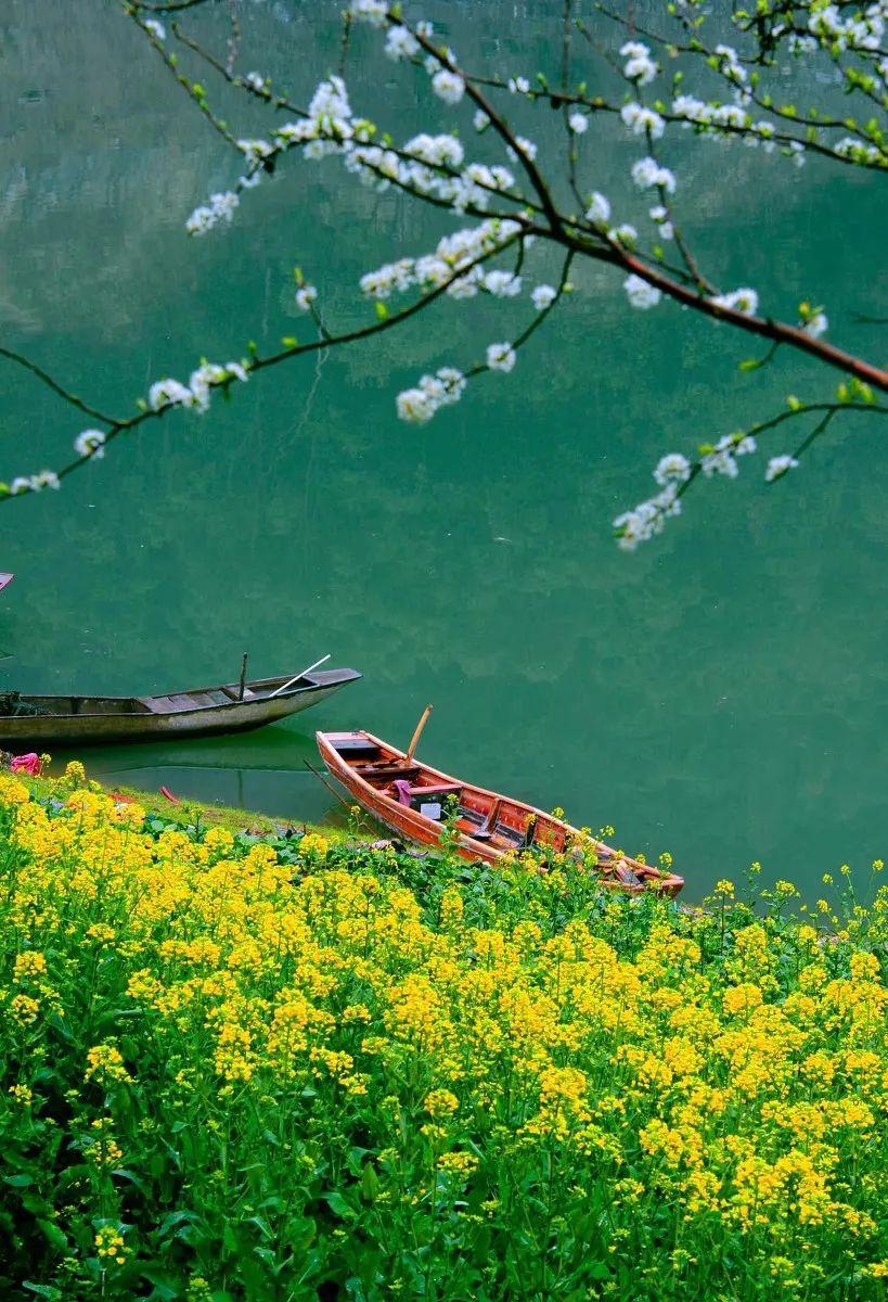 羊驼为什么叫草泥马，羊驼叫草泥马的原因（叫三月烟雨飘摇的江南）