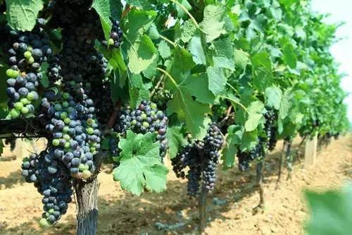 红葡萄的功效与作用，红葡萄的功效与作用是凉性还是热性（常吃这些颜色葡萄的烟台人）