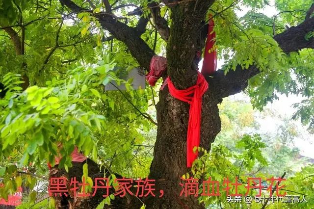 Grandma's Peony Courtyard: Mu Lei (66) - story| DayDayNews