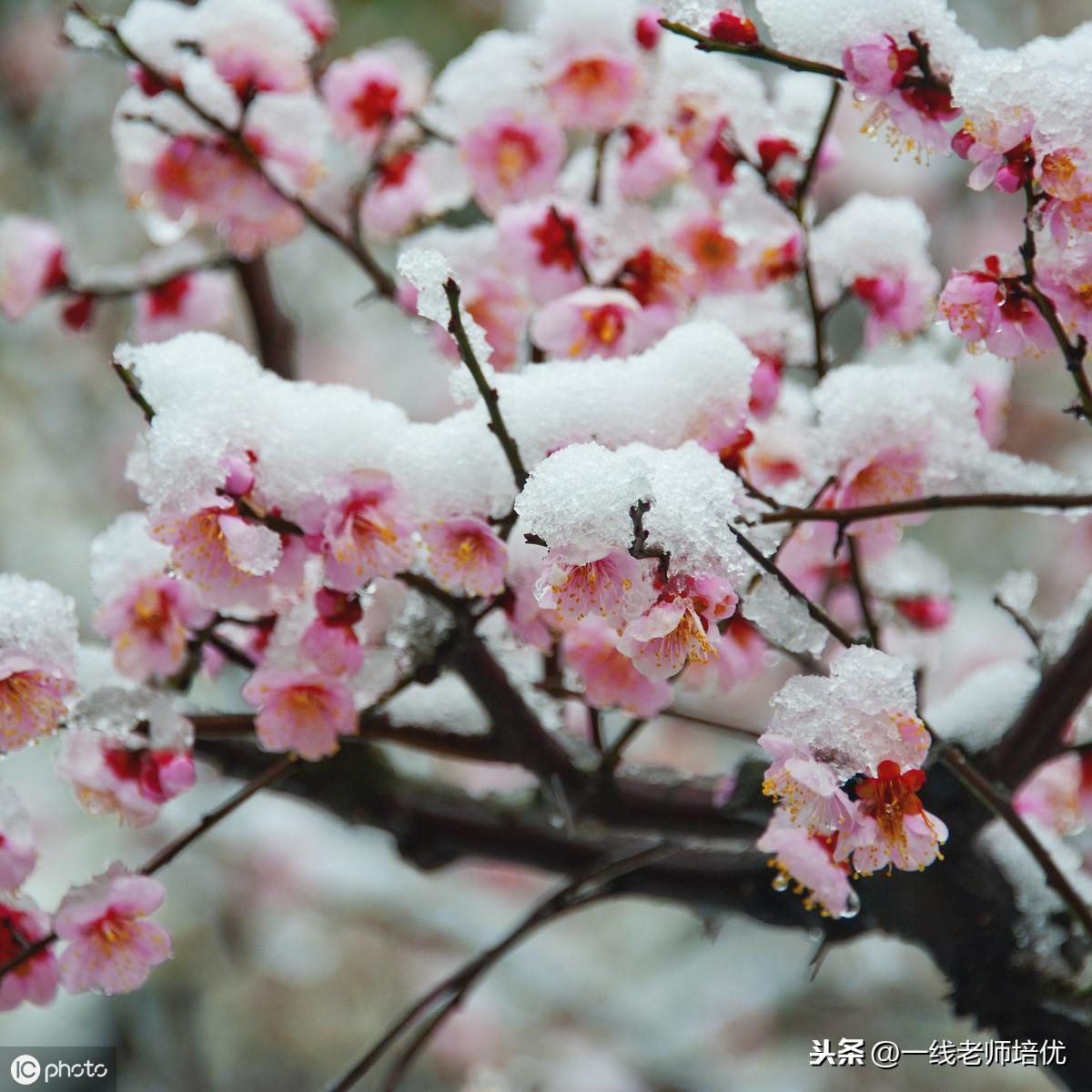 煌的组词有哪些，煌的组词有哪些字（部编四年级语文上全册课文生字组词）