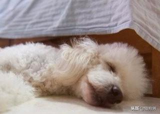 小狗的睡眠习惯大揭秘（如何让小狗养成良好的睡眠习惯）