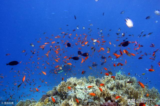 红海是什么颜色，红海海水一般呈什么色（“红海”名称的由来）