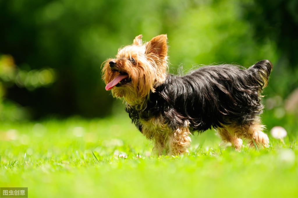 十大便宜好养的小型犬推荐（如何选择适合自己的小型犬品种）