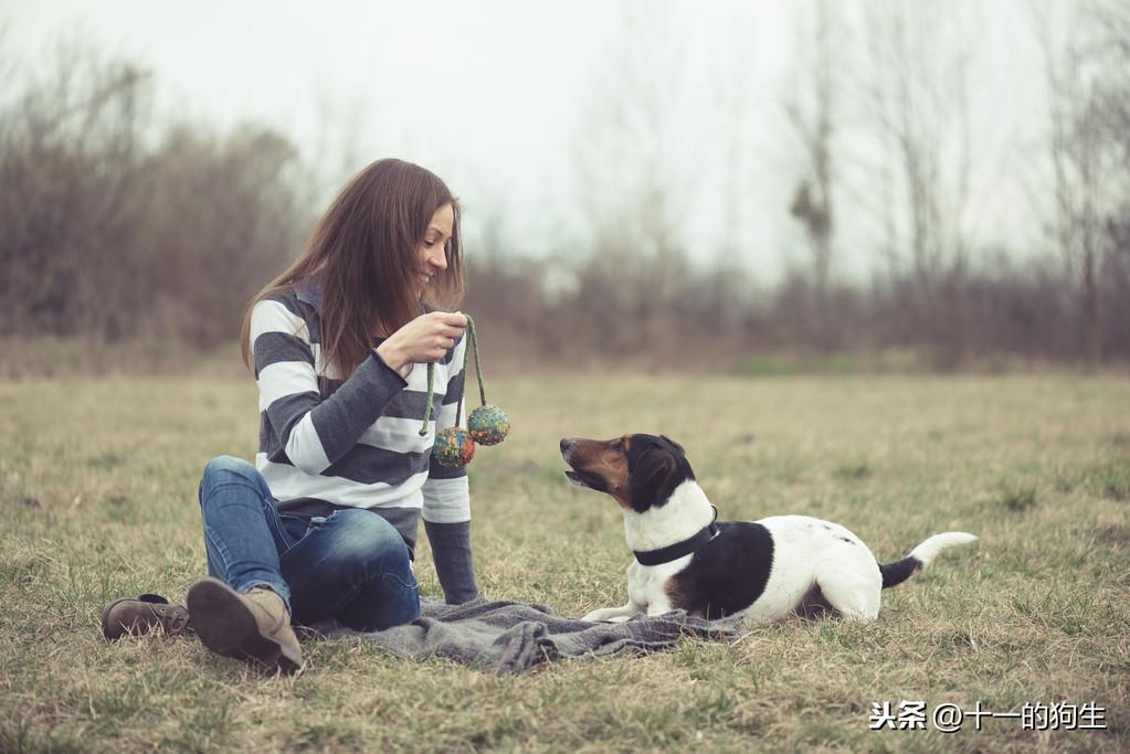 狗狗哪些行为应该禁止 这些禁止训练事关狗生安全（保护你的狗狗：禁止训练指南）